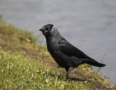 Jackdaw.