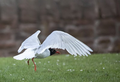 Mediterranean gull, adult