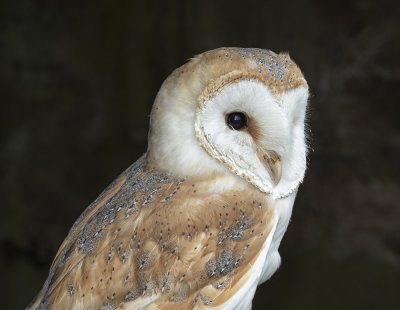 Barn owl.