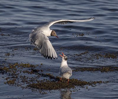 Black-headed gull