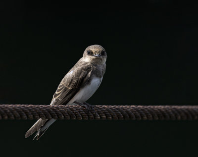 Sandmartin, adult.