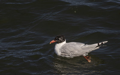 Mediterranean gull, 2nd Summer.