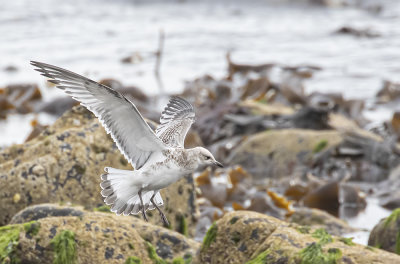 Mediterranean gull, Juvenile.