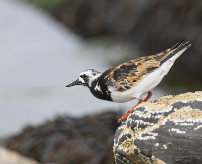 Turnstone.