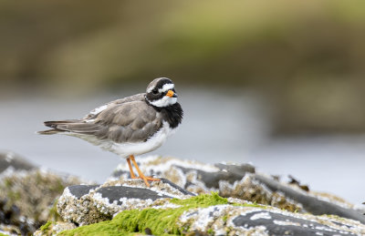 Ringed Plover. adult.