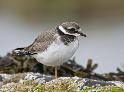 Ringed plover, juvenile.