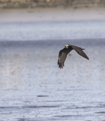 Marsh harrier, juvenile.