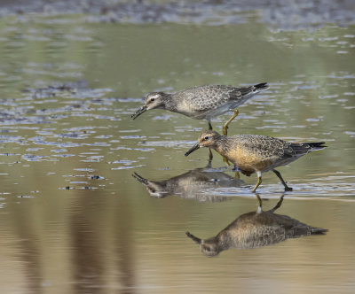 Knot, adult and juvenile.