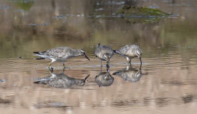 Knot, juveniles