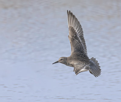Knot, juvenile.