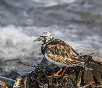 Turnstone.