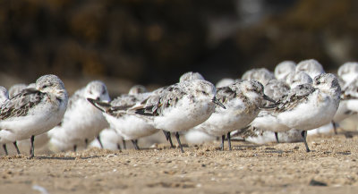 Sanderling.