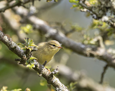 Willow Warbler.