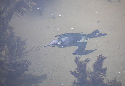 Guillemot.