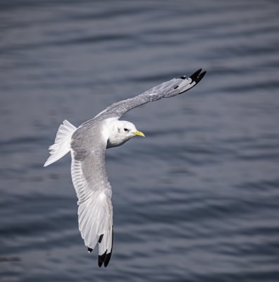 Kittiwake.