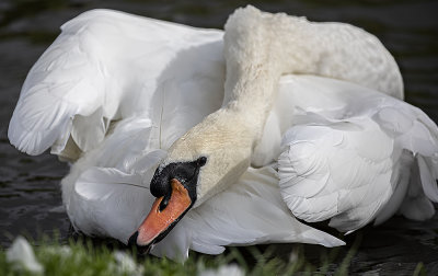 Mute Swan.