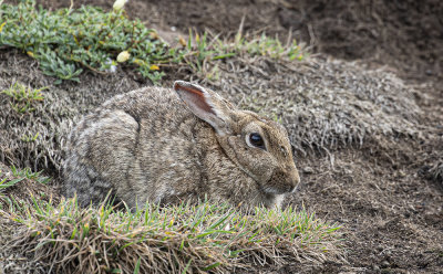 Rabbit