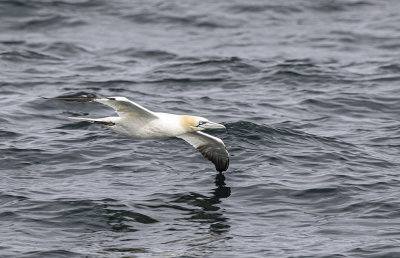 Gannet.