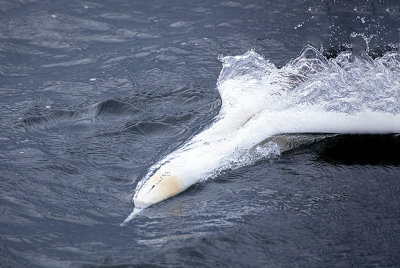 Gannet.