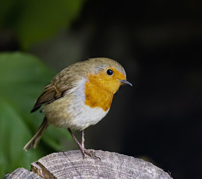 Robin. juvenile.
