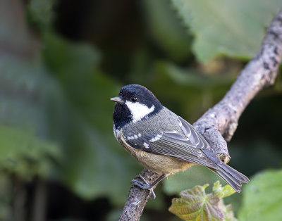 Coal tit.