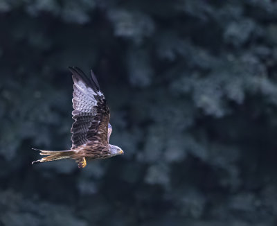 Red kite