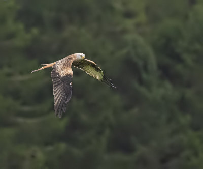 Red kite