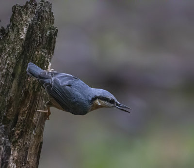 Nuthatch.