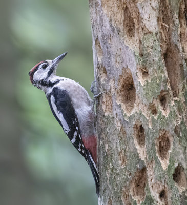 Great-spotted woodpecker