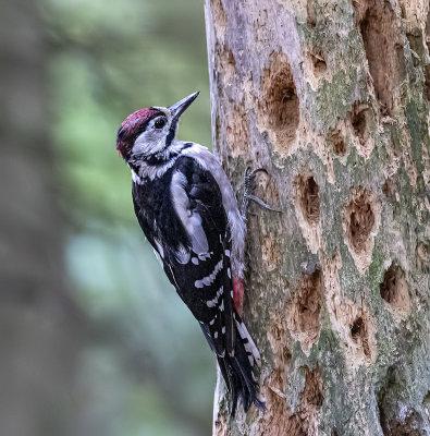Great-spotted woodpecker