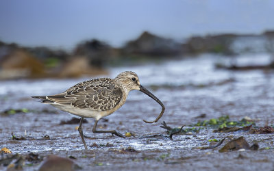 Curlew Sandpiper.