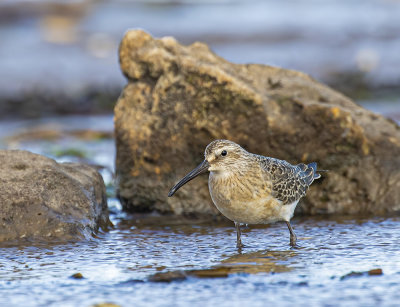 Curlew Sandpiper.