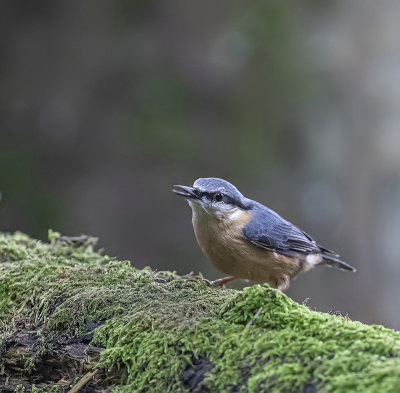 Nuthatch.
