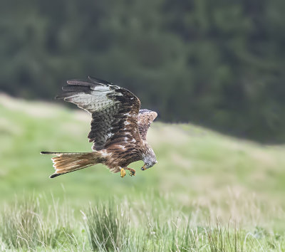 Red kite