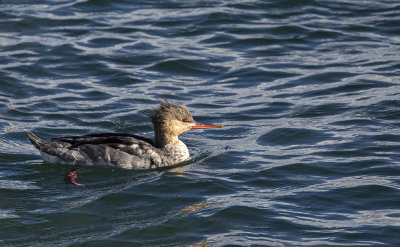 Red-breasted Merganser.