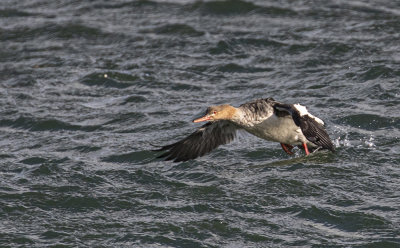Red-breasted Merganser.