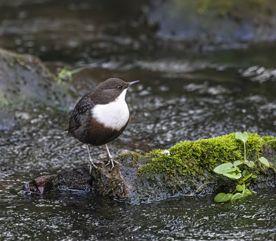 Dipper. 