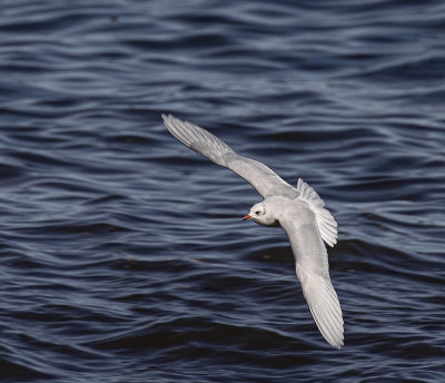 Mediterranean gull, adult