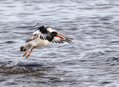 Oystercatcher. 