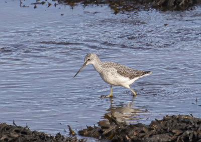 Greenshank.