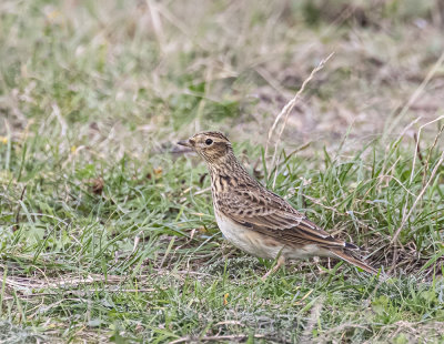 skylark.