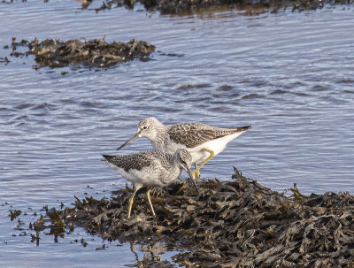 Greenshank. 