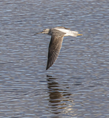 Greenshank. 