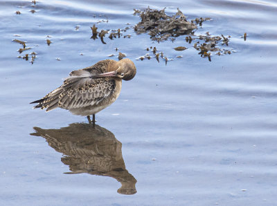Black-tailed Godwit.