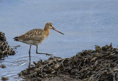 Black-tailed Godwit.