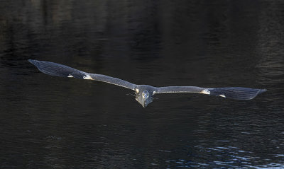 Grey Heron. 