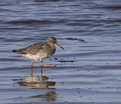 Redshank.