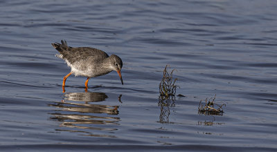 Redshank.