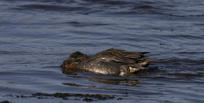 Teal.