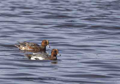 Wigeon.